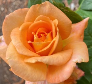 SEVENTH HEAVEN (hybrid tea)